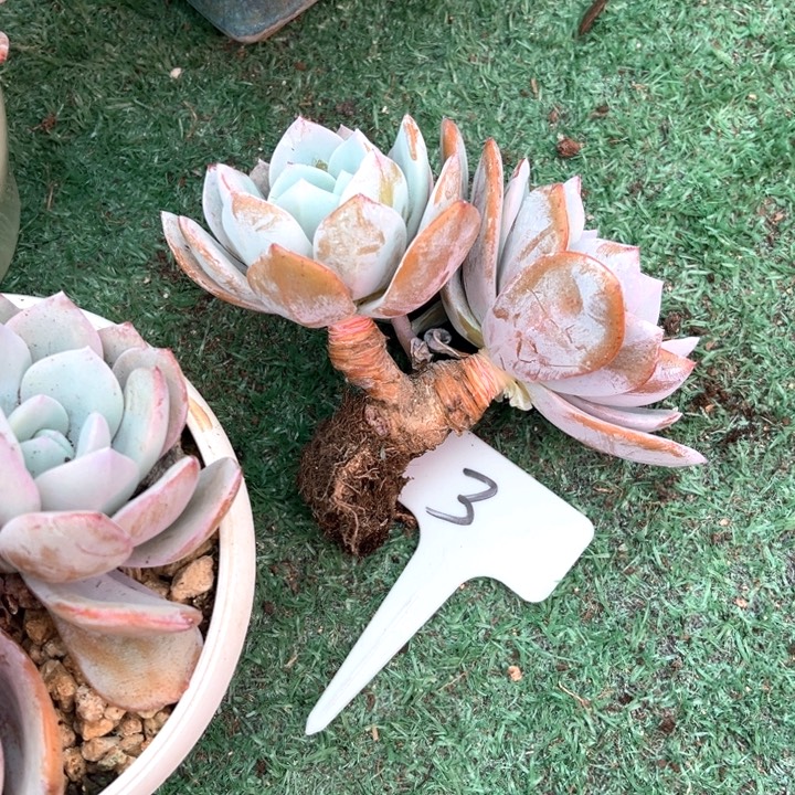 老桩奶茶3号码牌子的话题