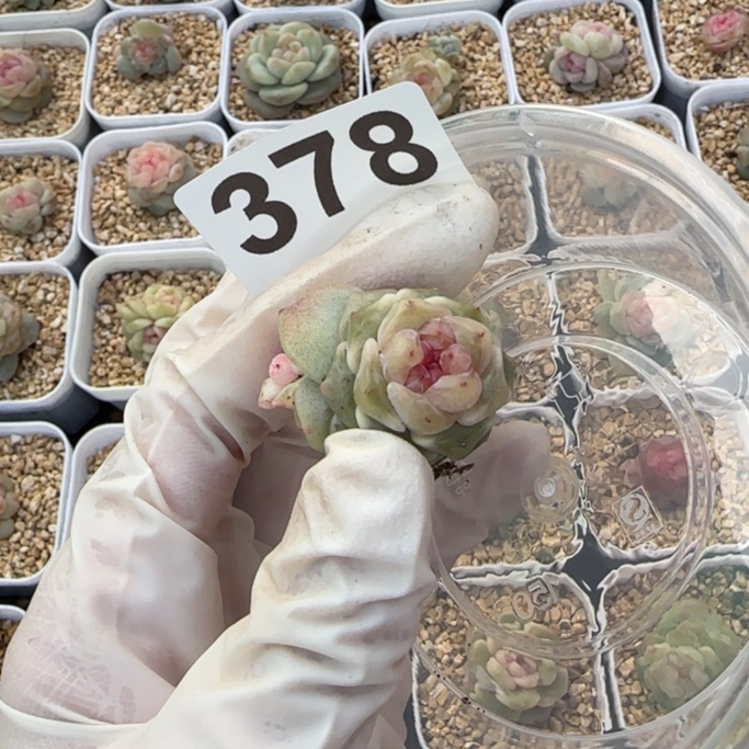 378 号王者系列多肉一盒