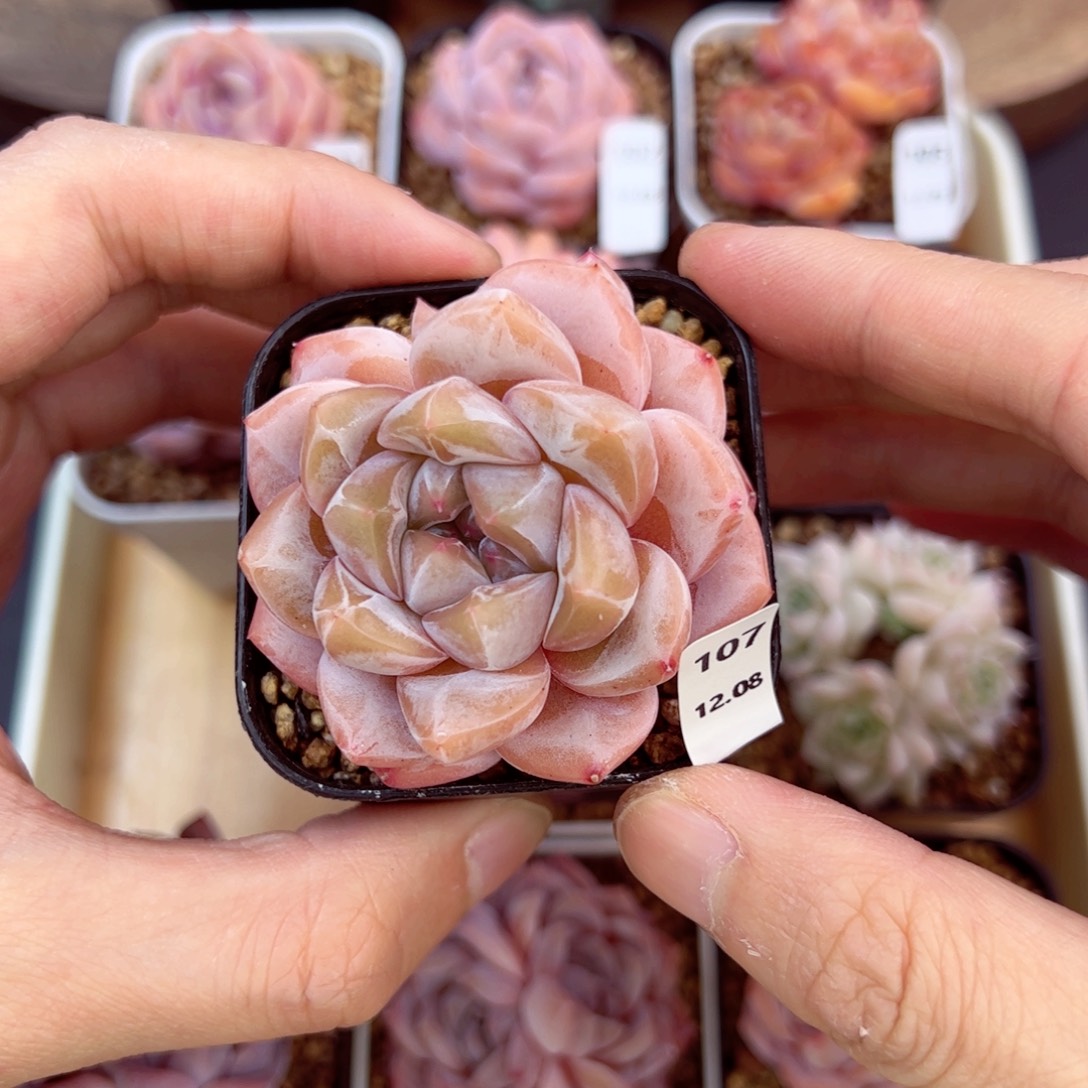 好好看107、哈哈哈哈哈