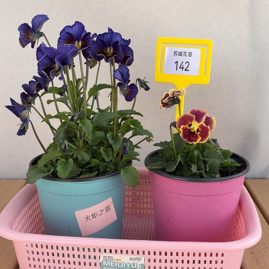 大部分开放少量花苞142