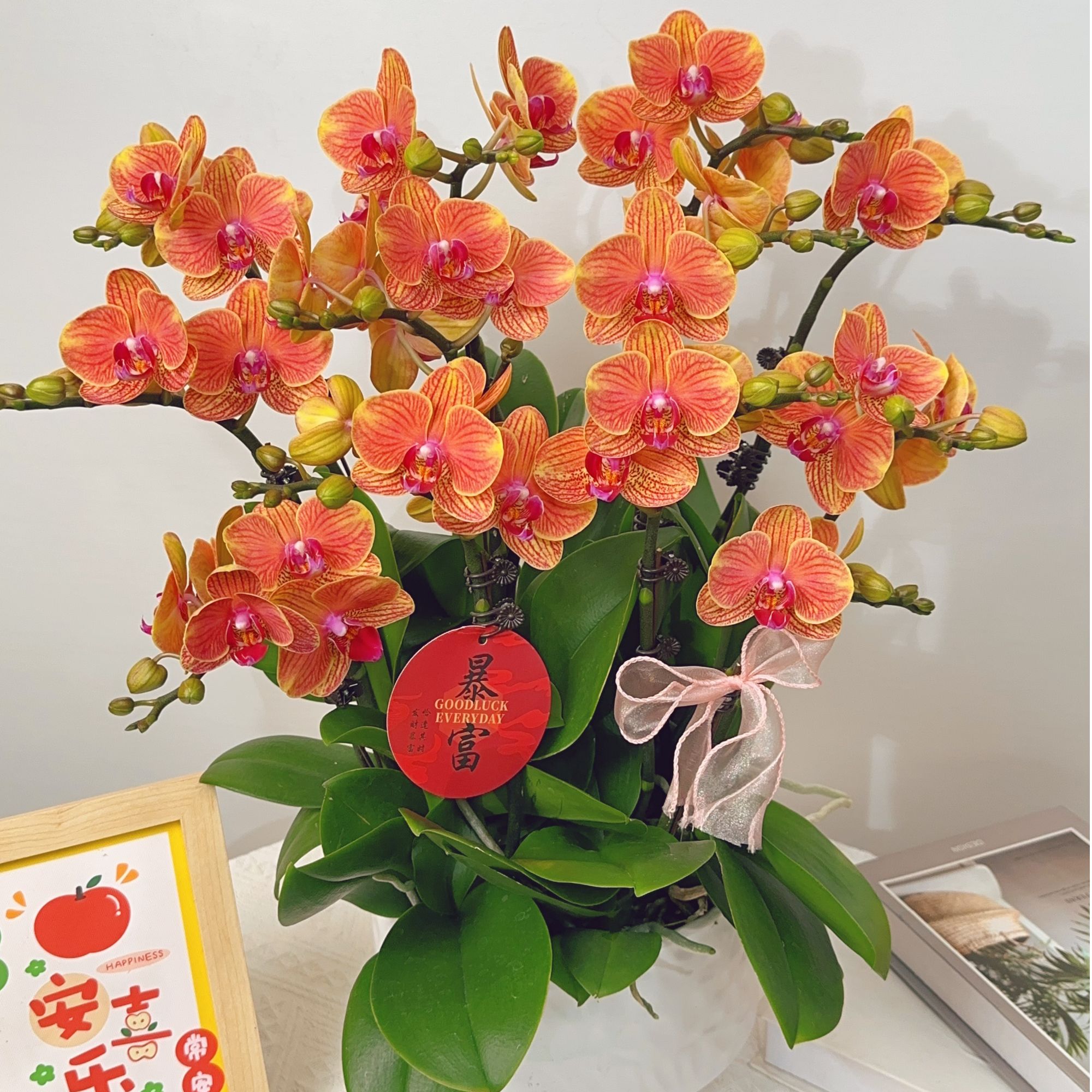 蝴蝶兰【吉利】爱马仕橙蜡质花瓣 大组盆  基地直发  带花带花苞