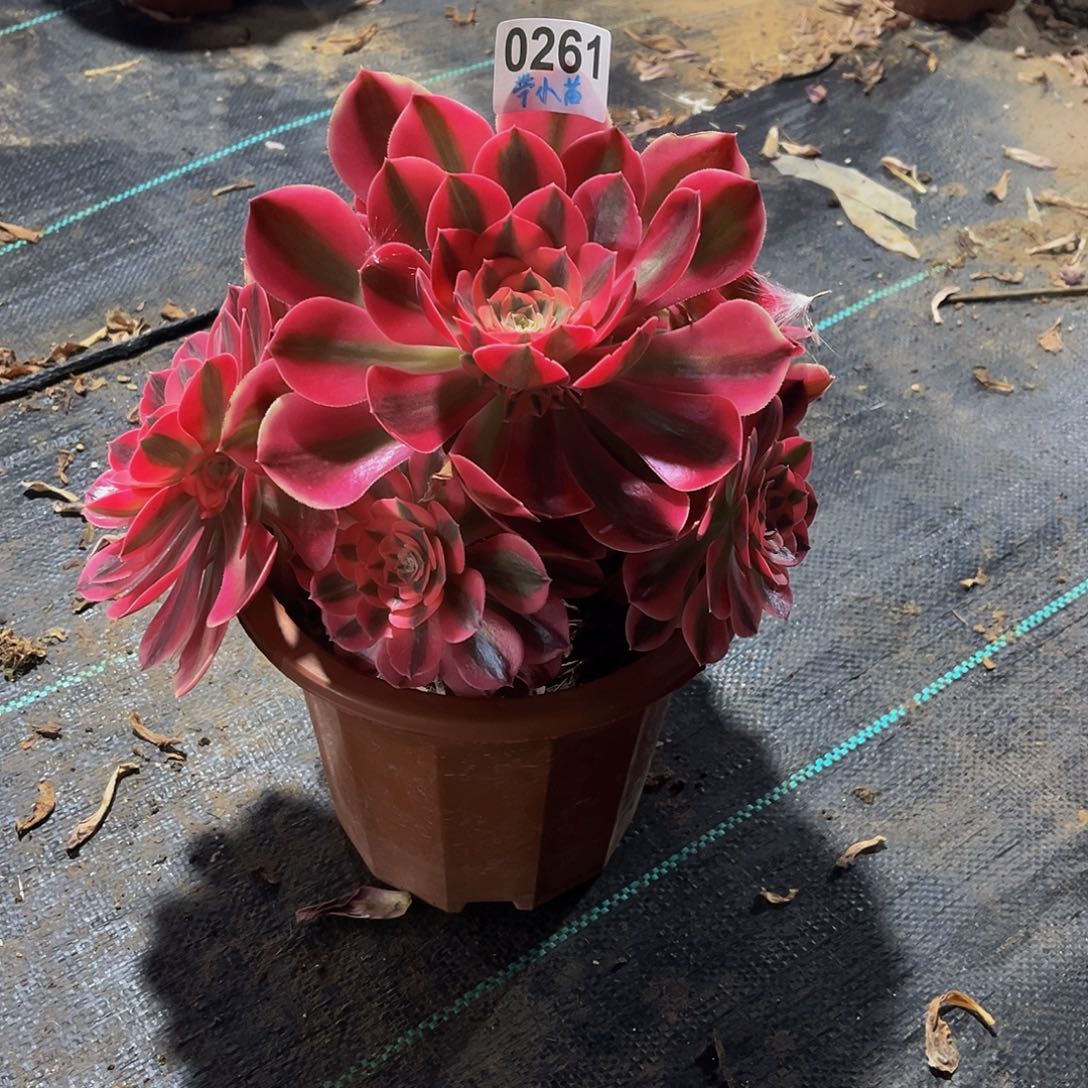 乐****r多肉植物一物一拍0261