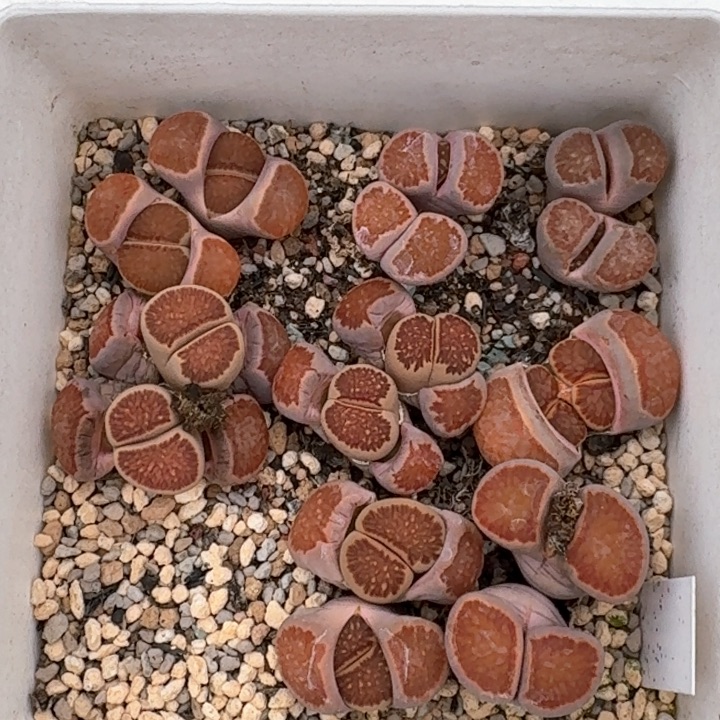 精品多肉植物精品多肉