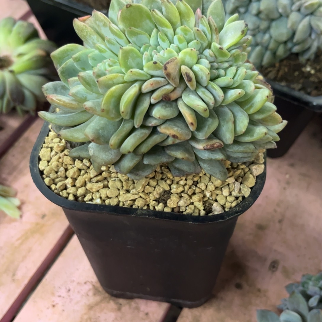 团***团星影缀化多肉植物