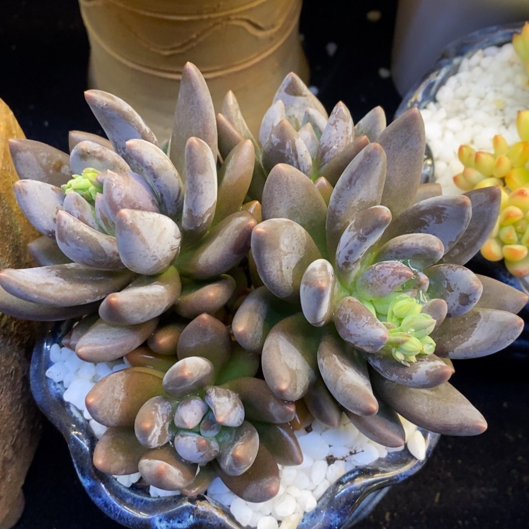 黑加仑美人多肉植物盆栽