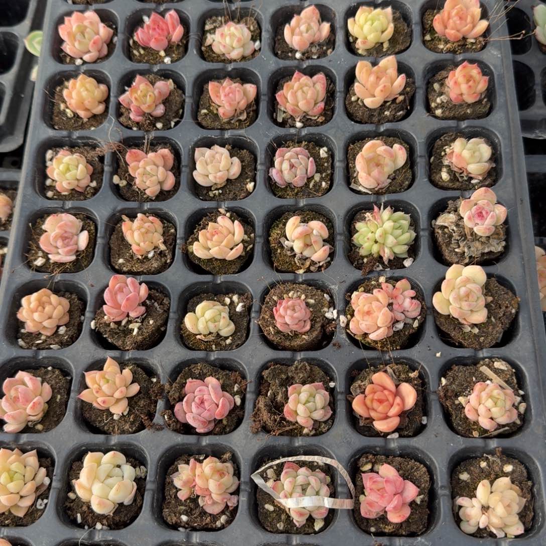 左五左六小珍妮五十颗量拍7-4