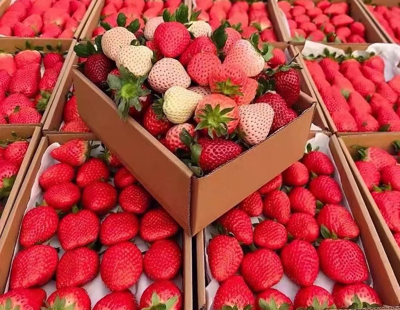 新品盆栽粉玉/天使/梦之莹/真红美玲/建德白露草莓草莓苗