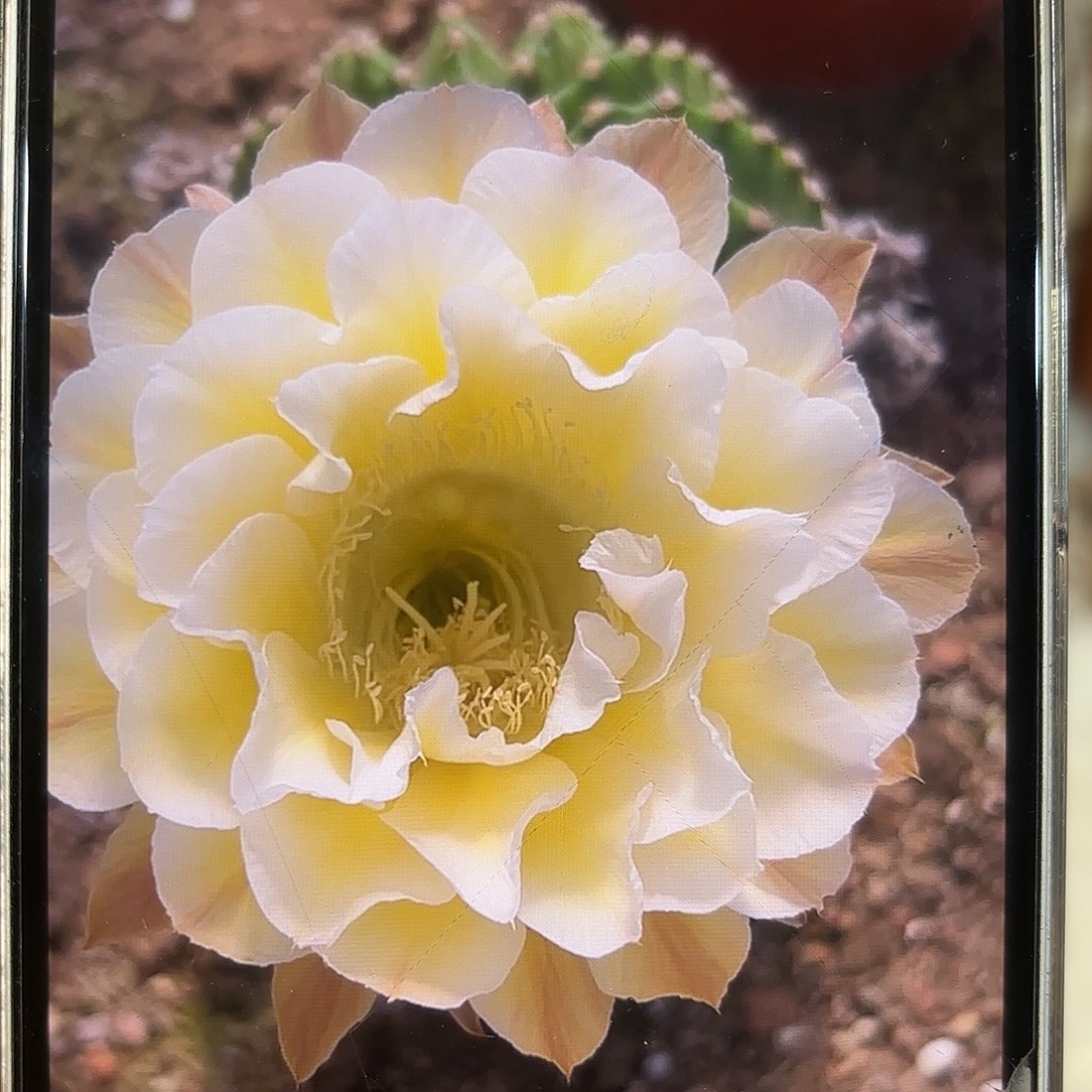彩草心形黄白5公分左右