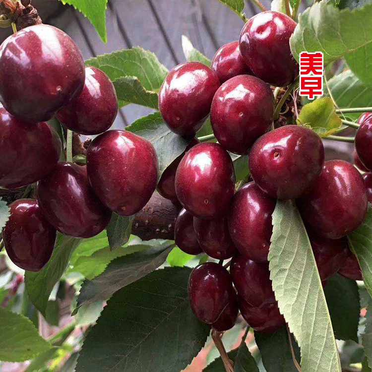 【缘爱客】车厘子大樱桃黑珍珠美早黄蜜树苗1—3公分大樱桃果树苗