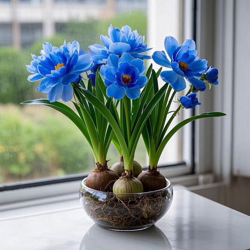 【春季爆款】水培兰花球新品大花浓香室内外四季耐寒热花卉好养活