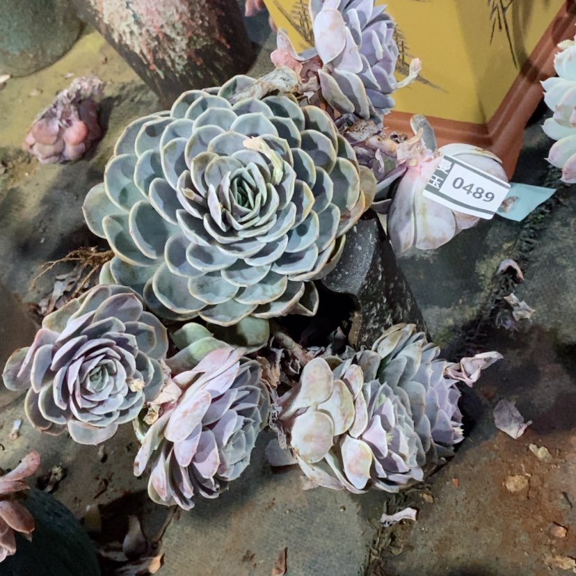 【闪购商品】蓝色惊喜0489