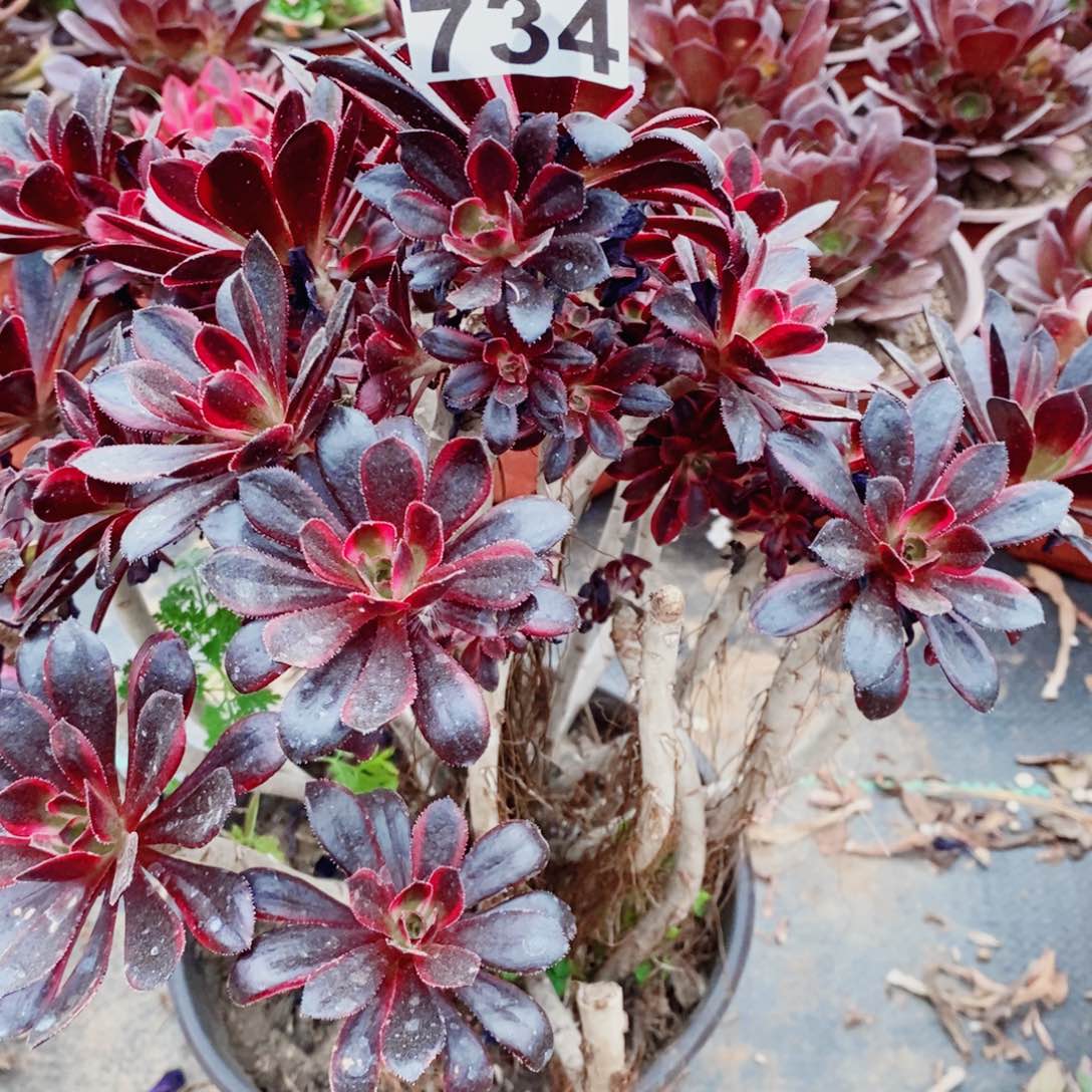 香奈儿开播福利734