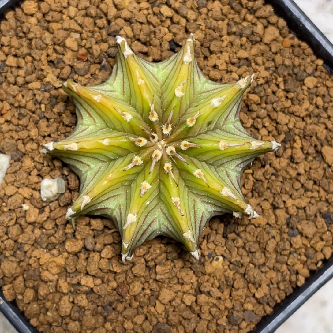 当前无花朵，栽培后可花朵柠檬肋骨