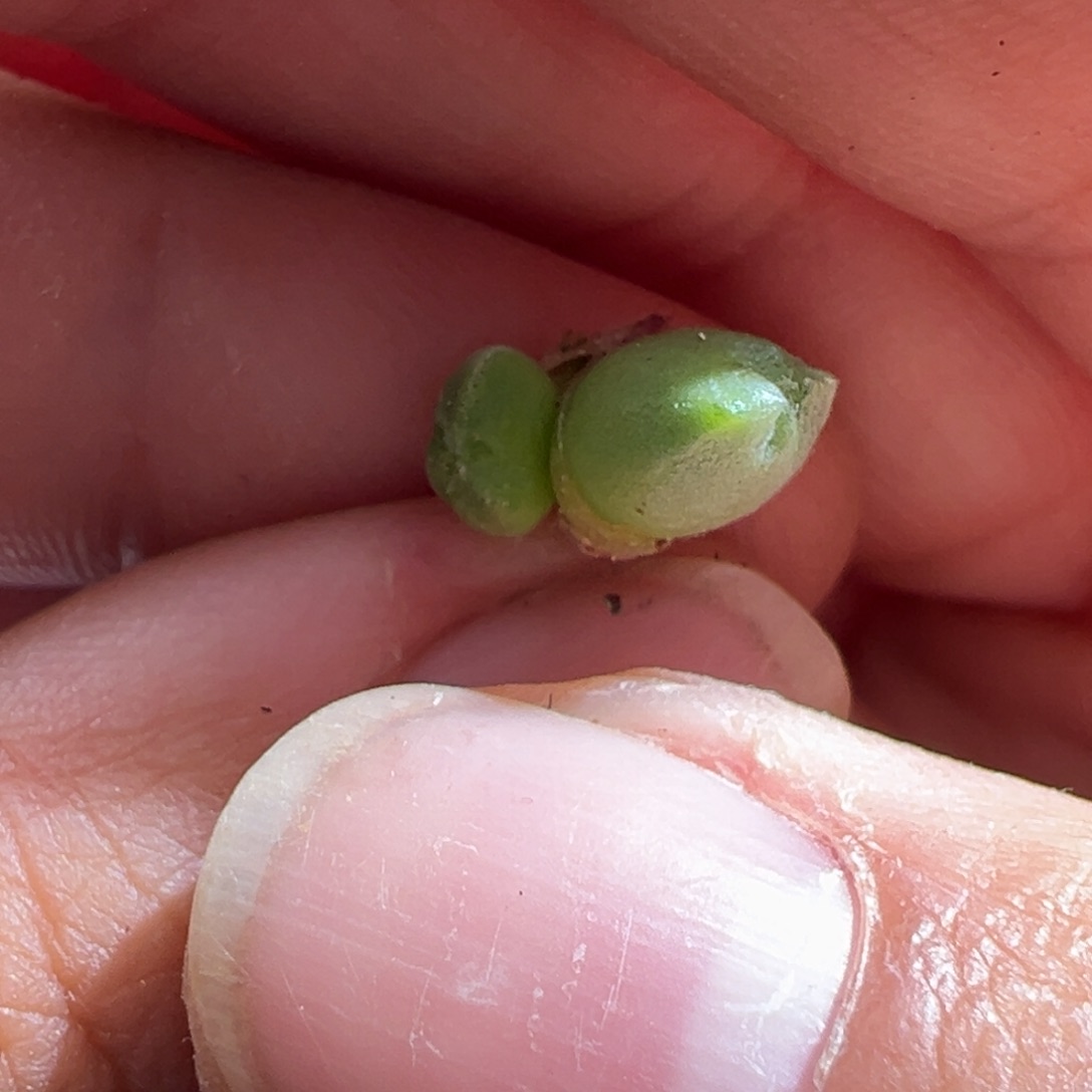 57。青蛙大眼空蝉。双头奔奔怪