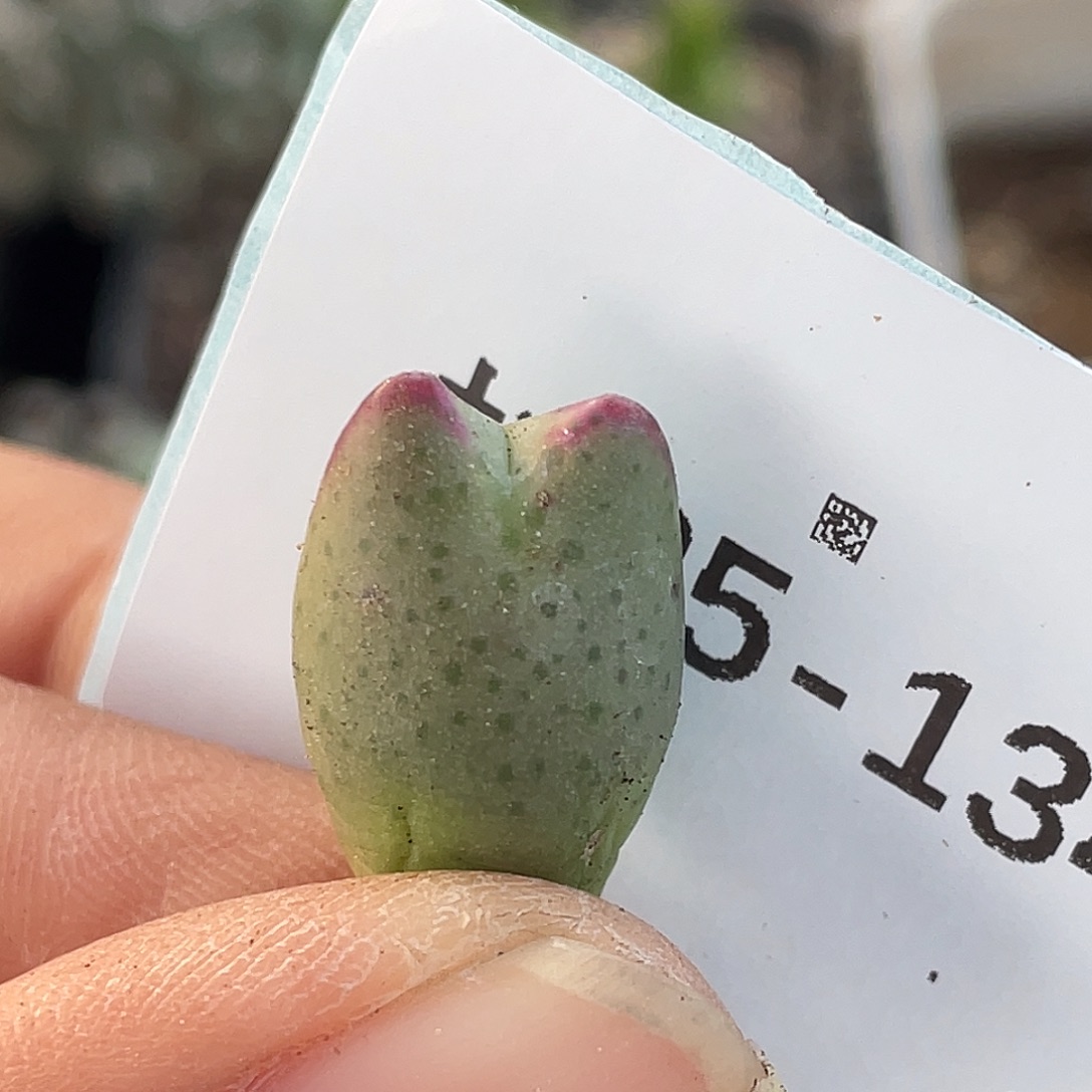 25-134皮卡丘多肉植物