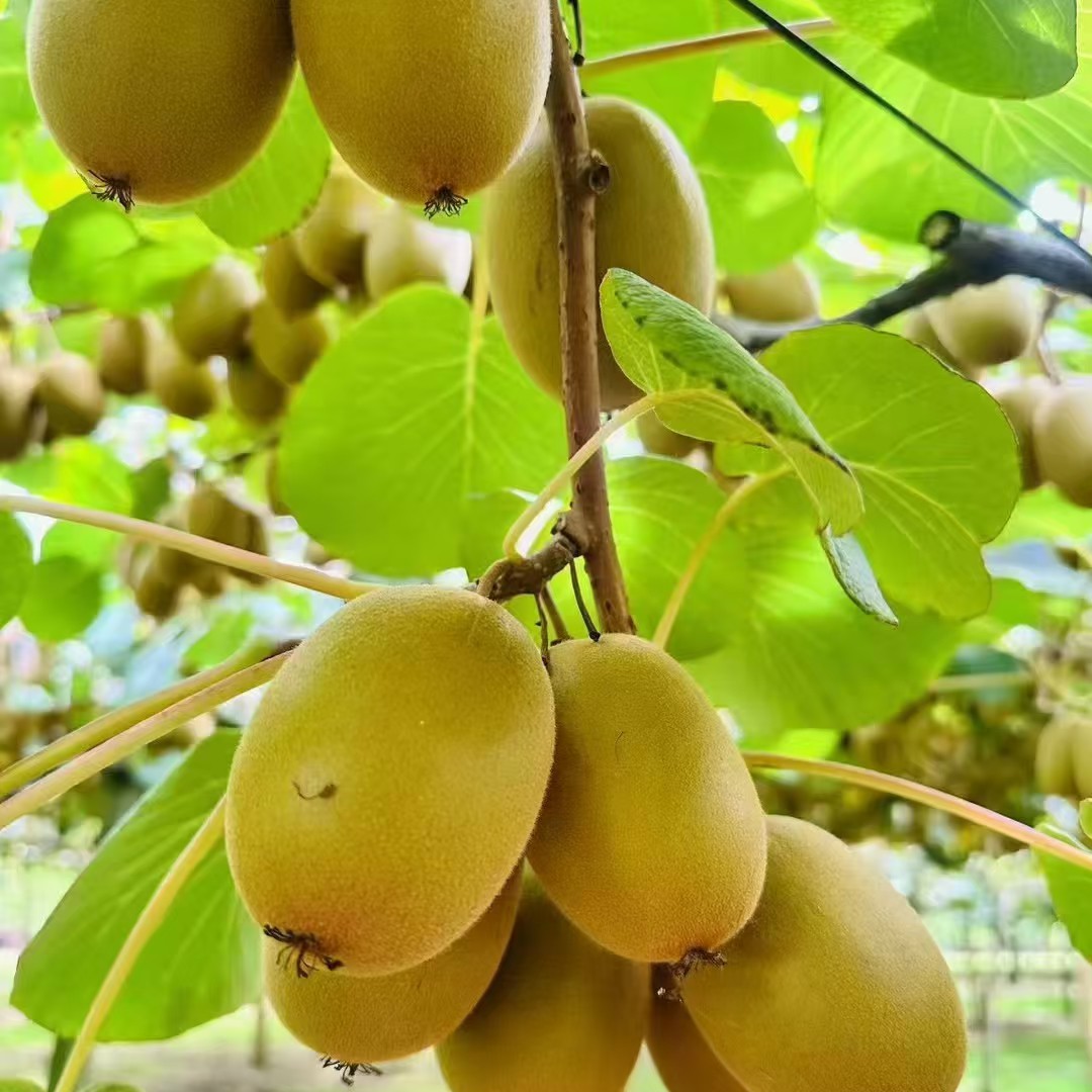 新西兰金果原箱6.8斤