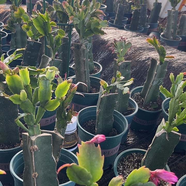 都***.6号083红➕保温00000000