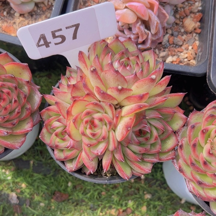 健健康康平平安安