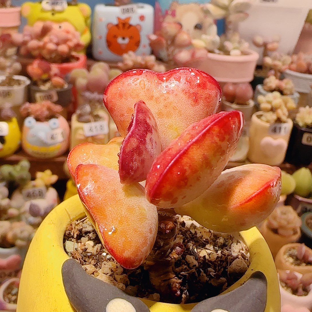 T爱心水泡盆口5cm