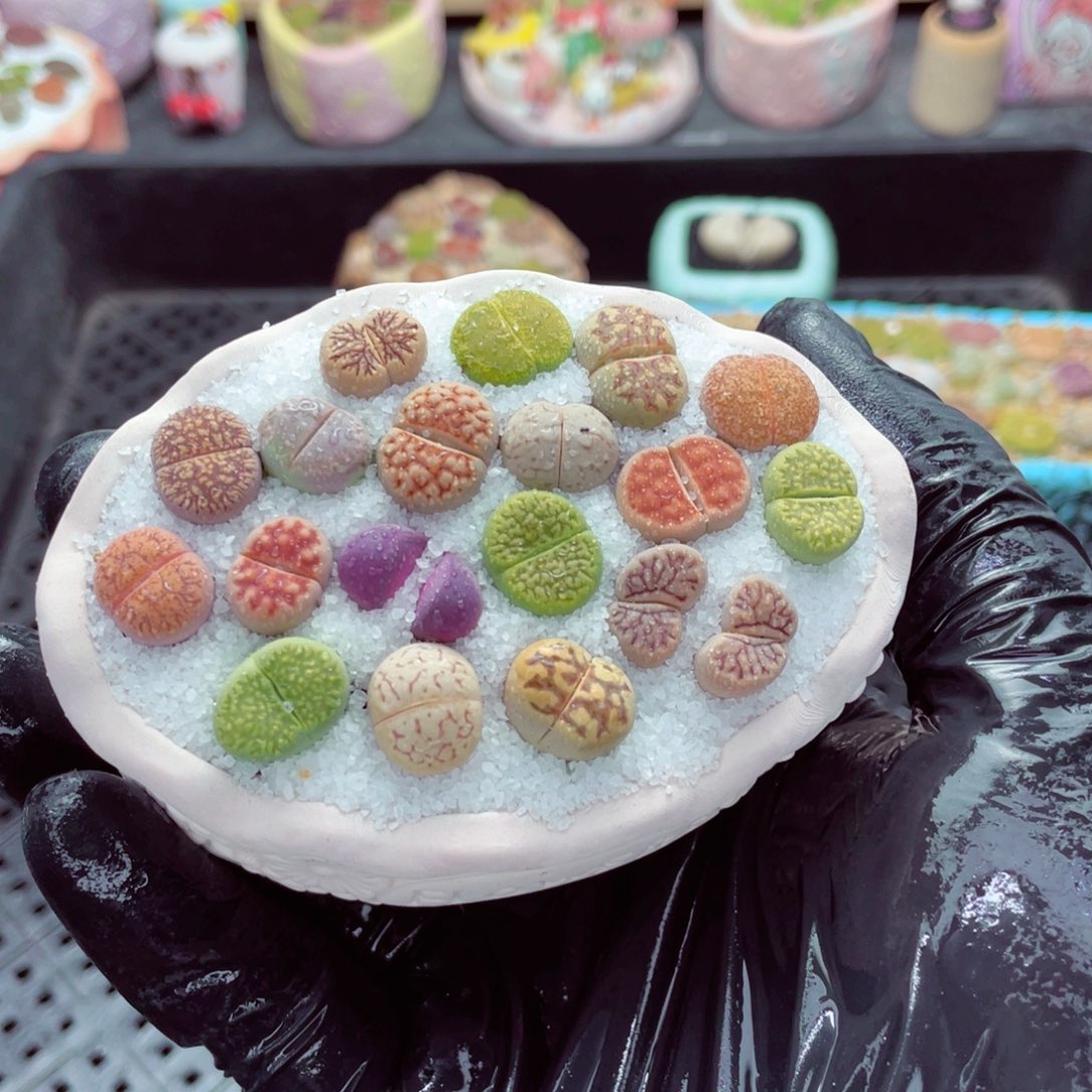 w9903--带盆土发货，一物一拍