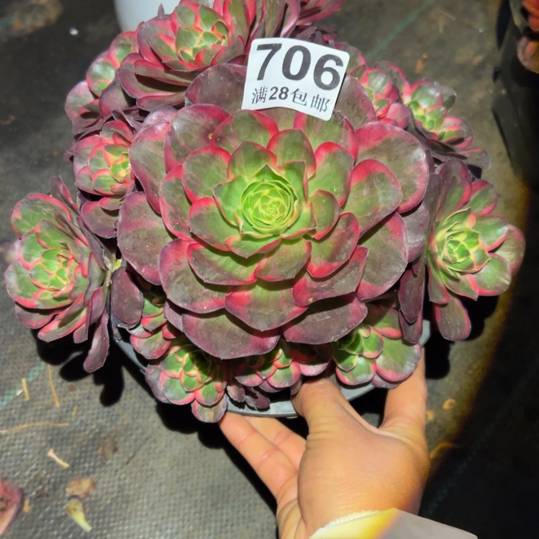 多肉植物706纳福的