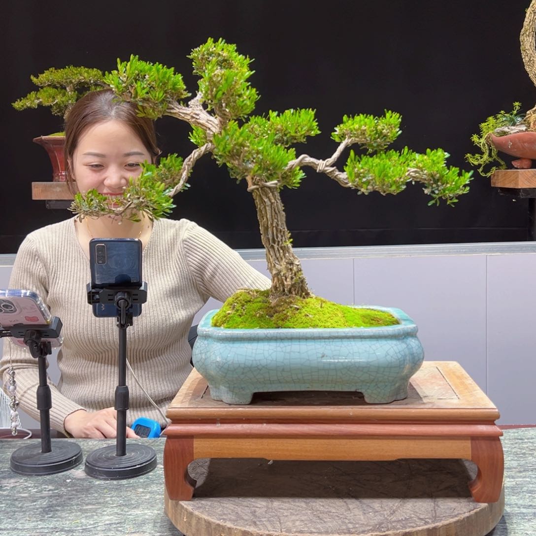 四季常青老桩黄杨盆景