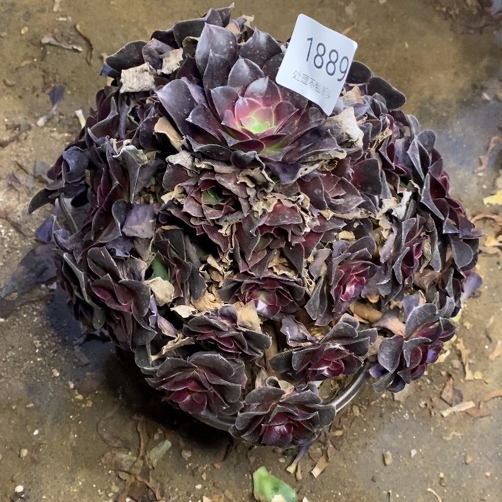 欧姿多肉断头不包1889