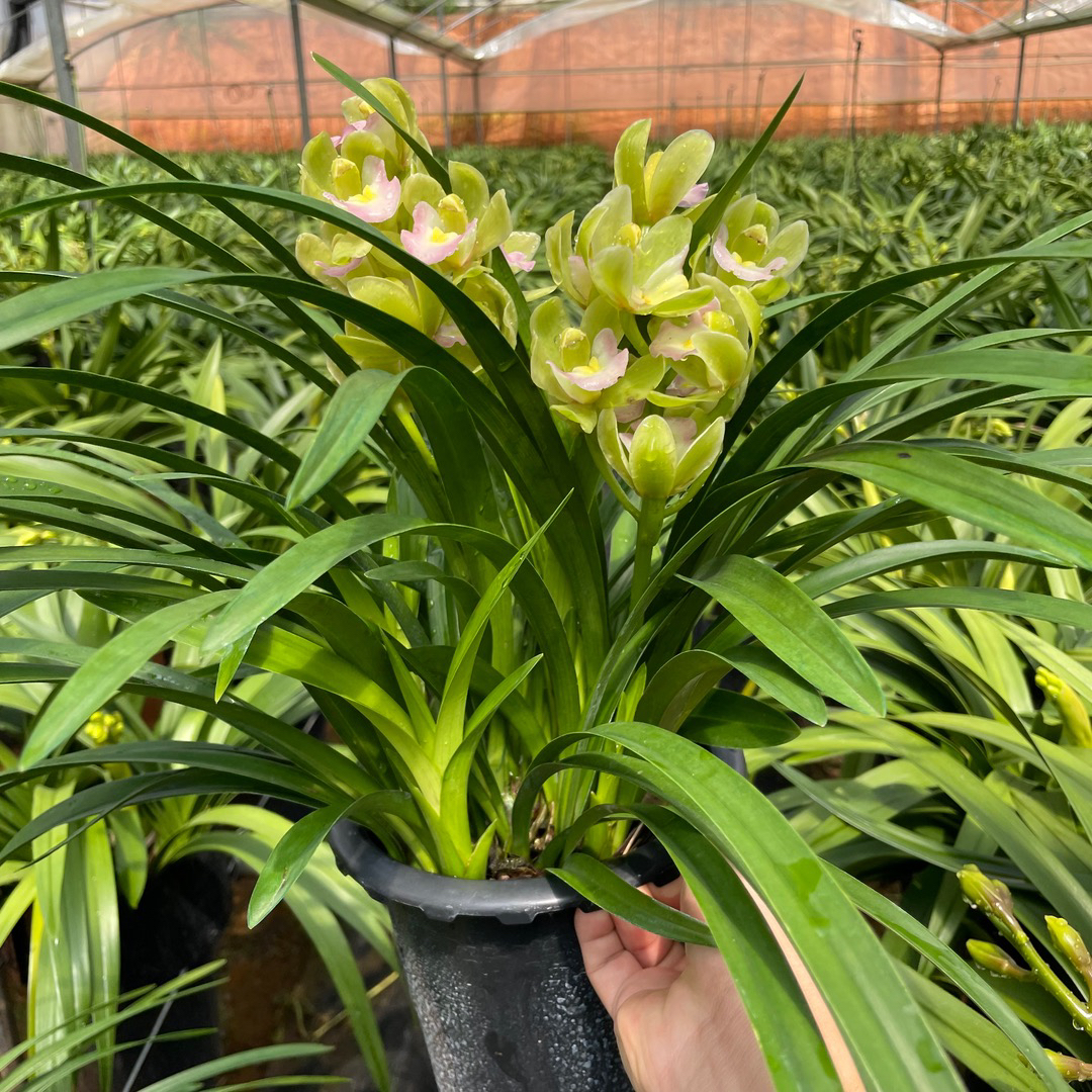 （苹果家）翡翠香兰 淡香型