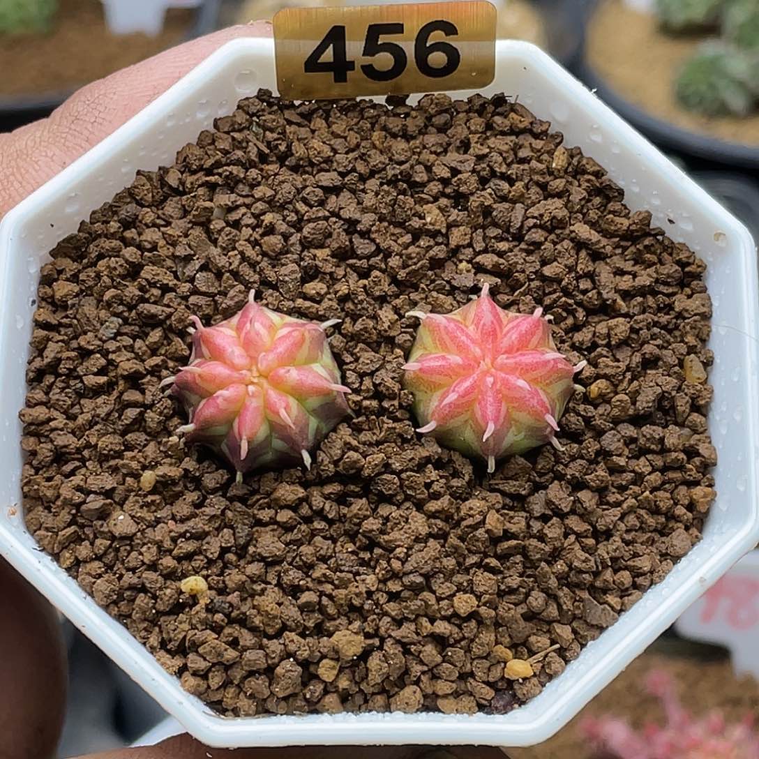 实生两颗坤坤法丽达锦