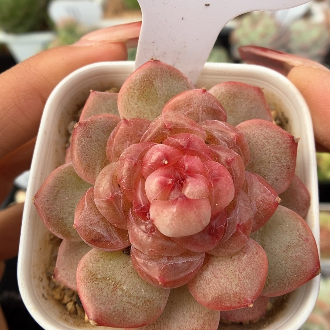 新品甜心可拍362号。