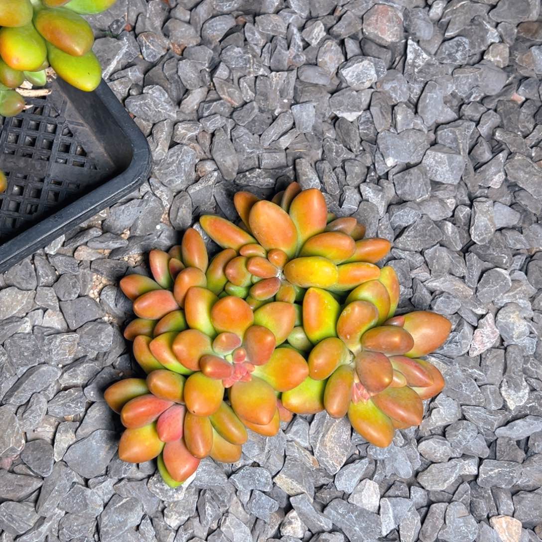 静待花开1111111寄养