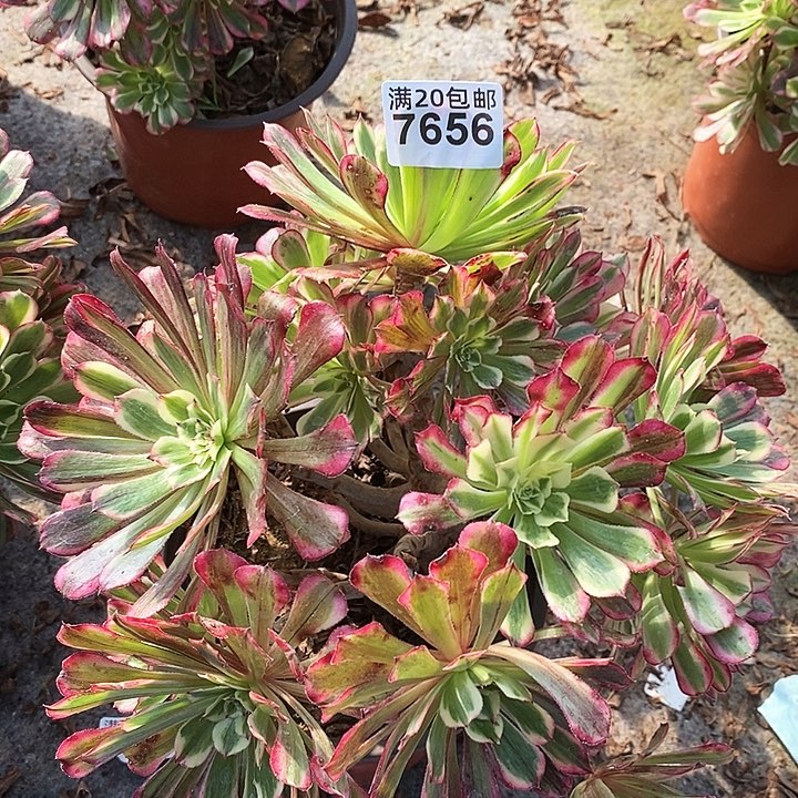 7656 一颗同花顺法师