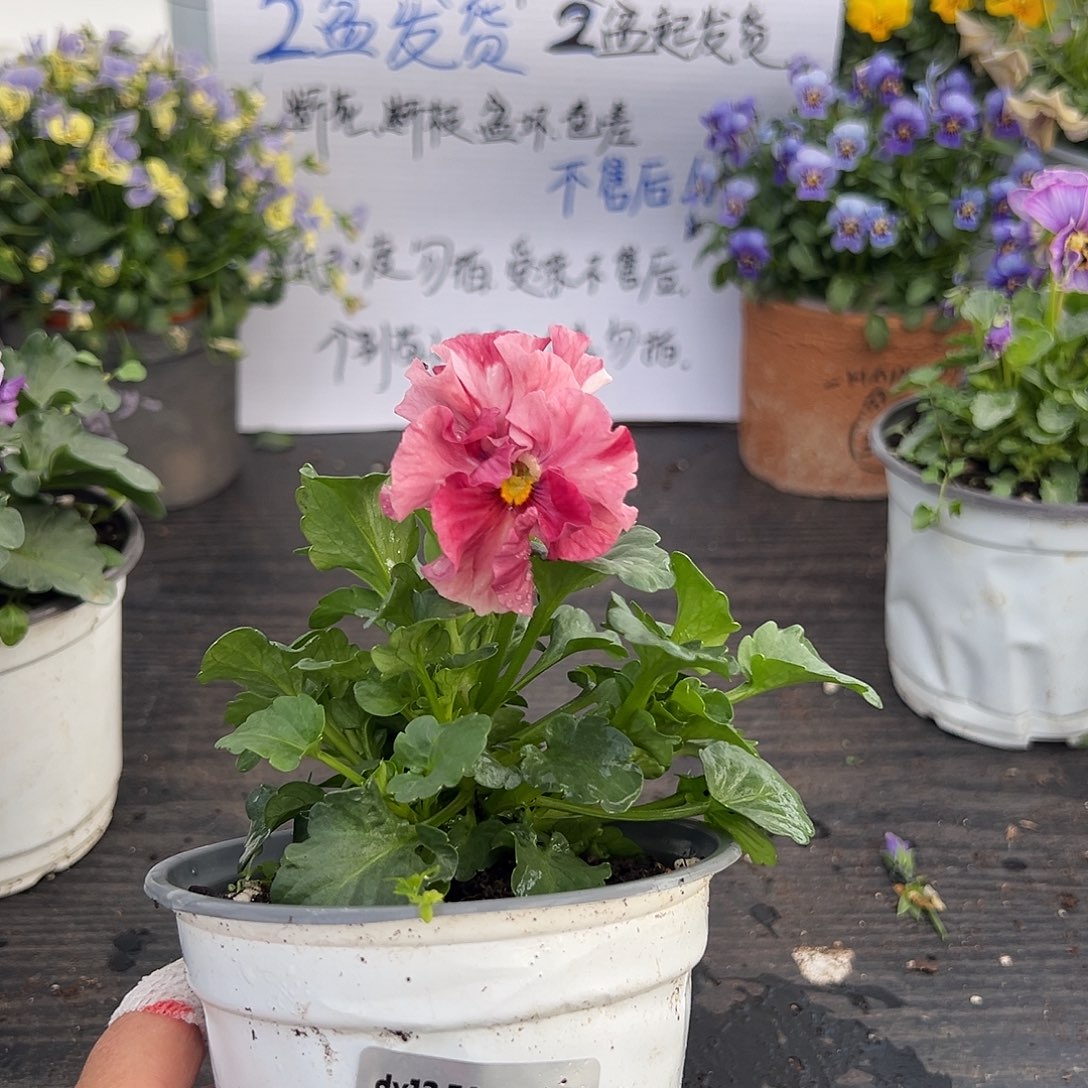 当前无花朵，栽培后可花朵145号玛丽琳