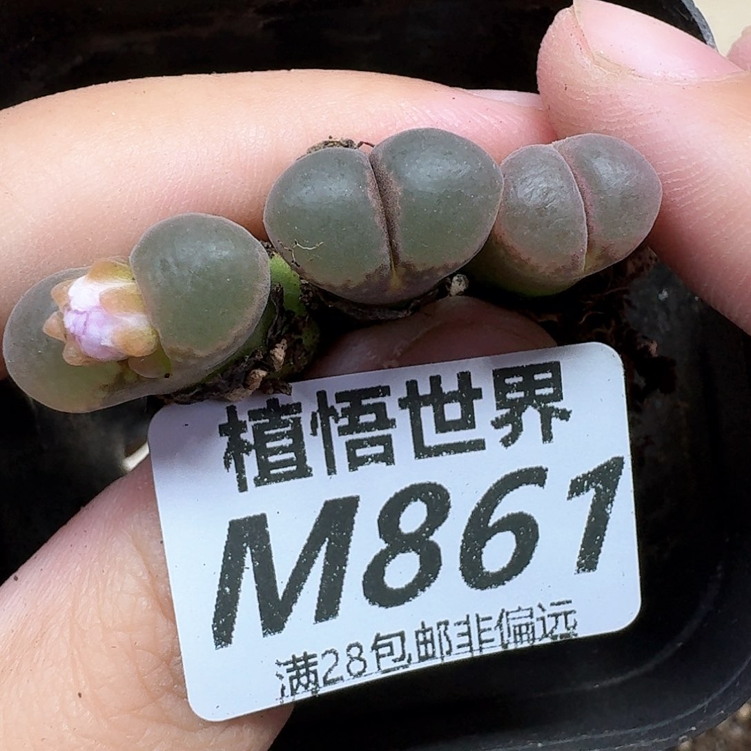多肉植物的润泽完成