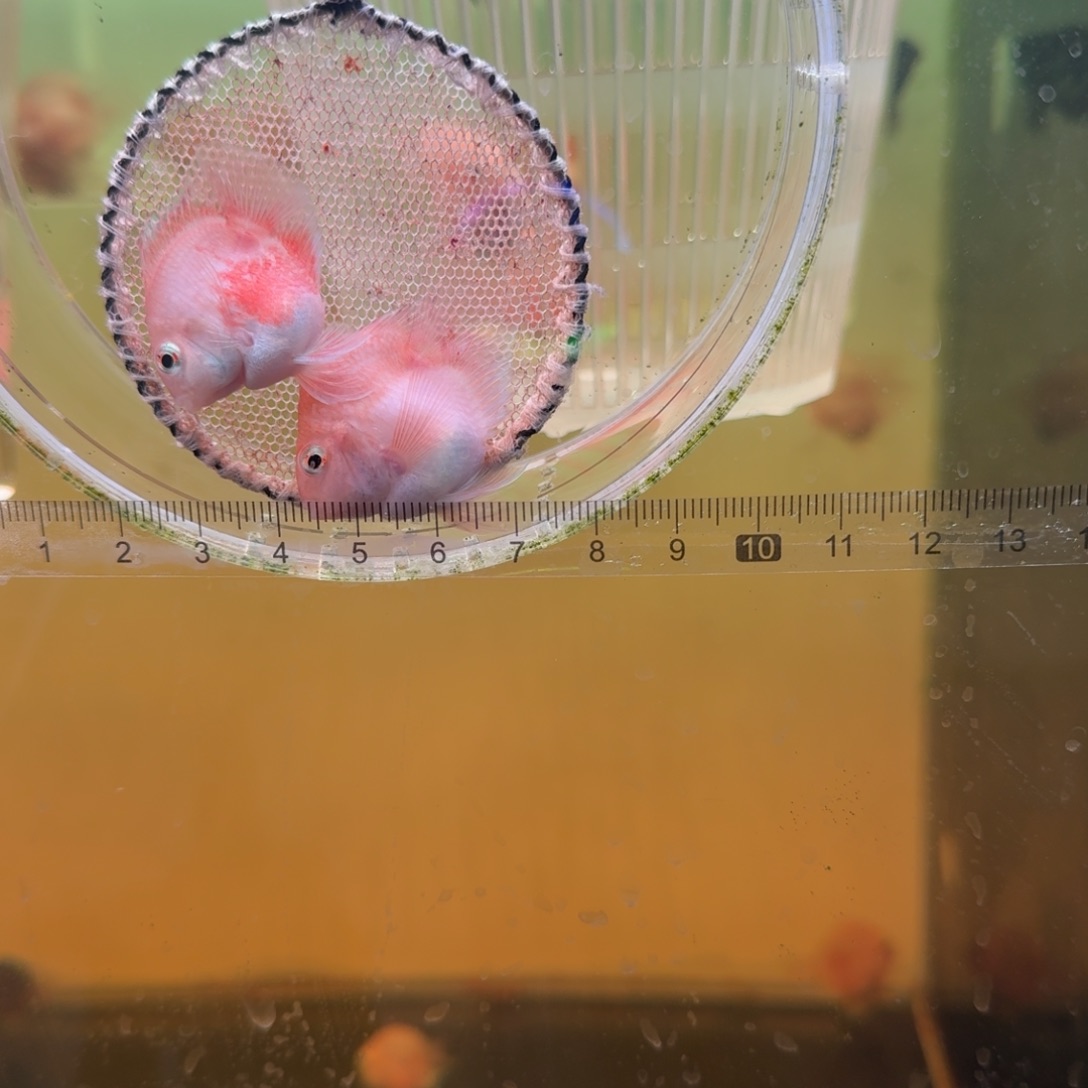 鹦鹉鱼胭脂粉一对