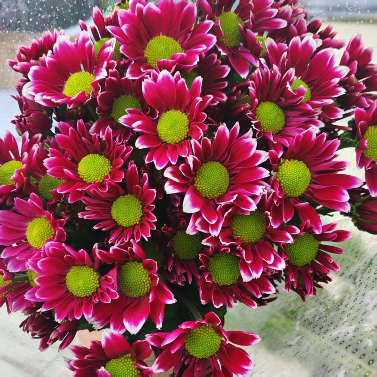 （陪伴）小雏菊观赏性高好养居家办公室插花品质保证东北鲜花顺丰