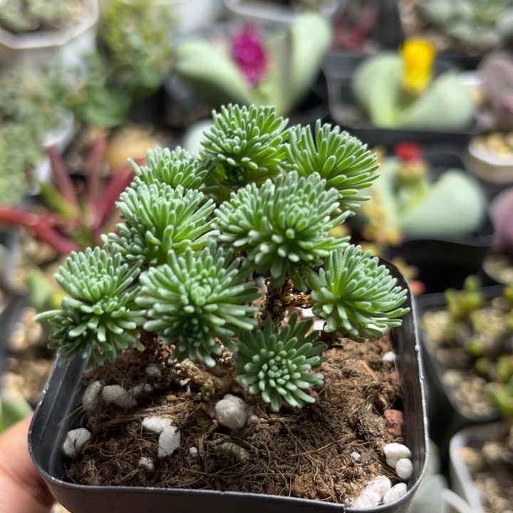404 球松多肉植物