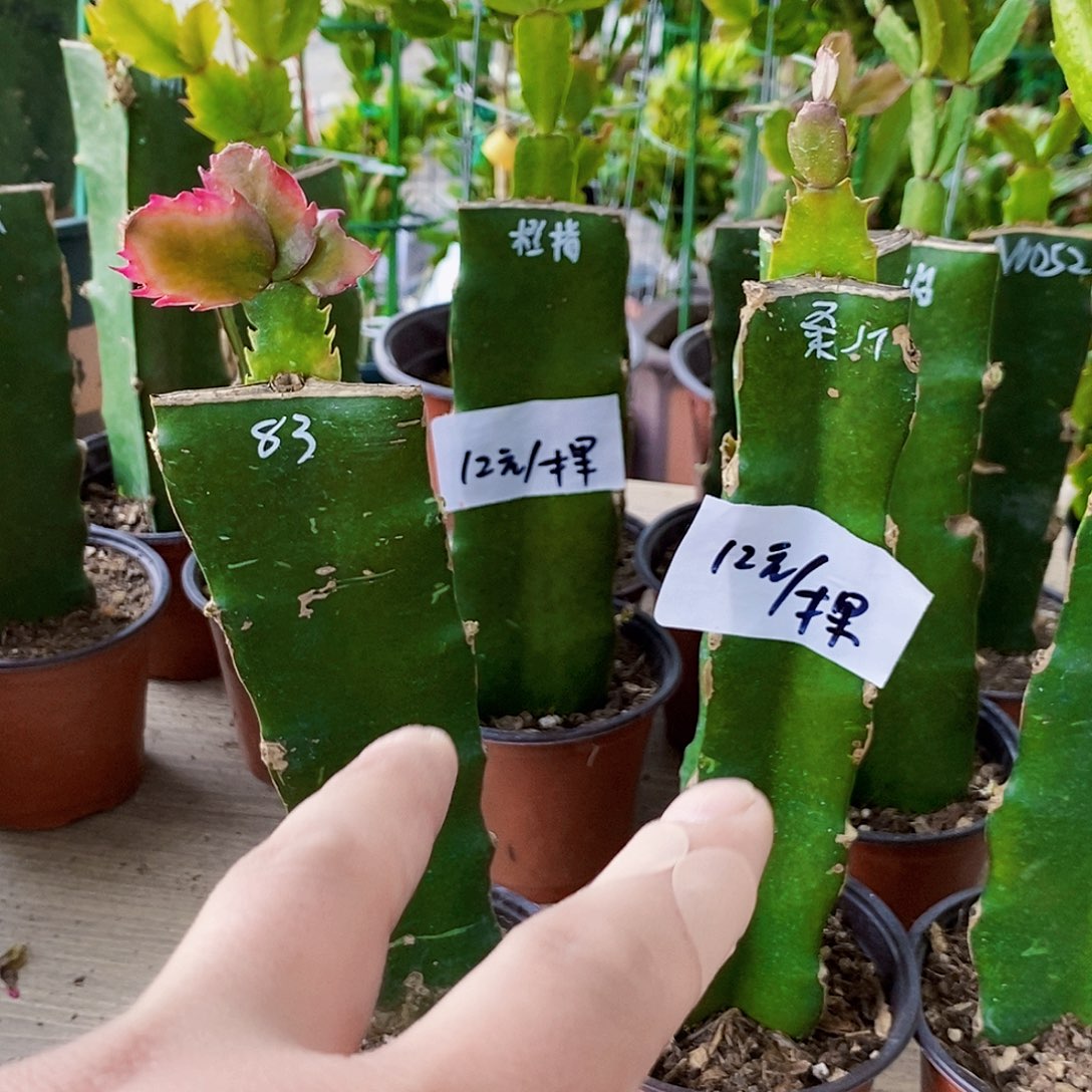 用****4083加桑吉塔福利