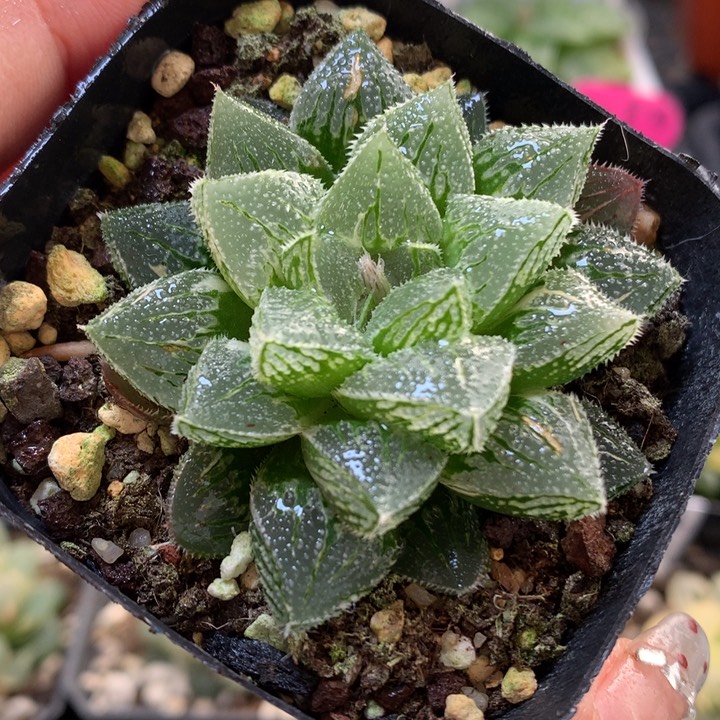 冰沙糖寿锦带盆土