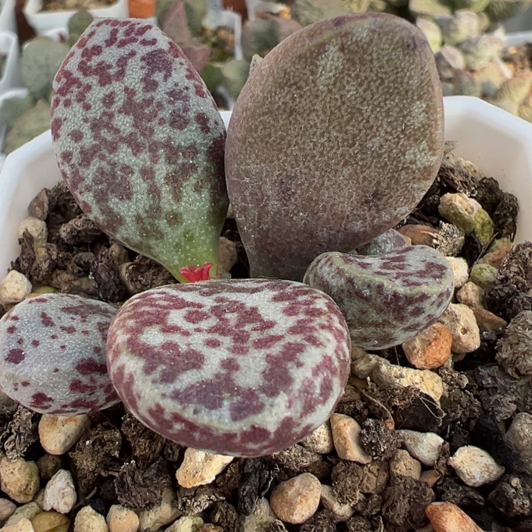 福利款变异圣诞糖果多头纯木质桩