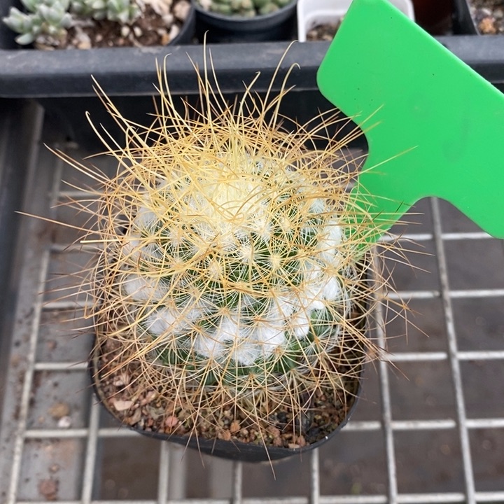 伯克利和格蕾特的故事也