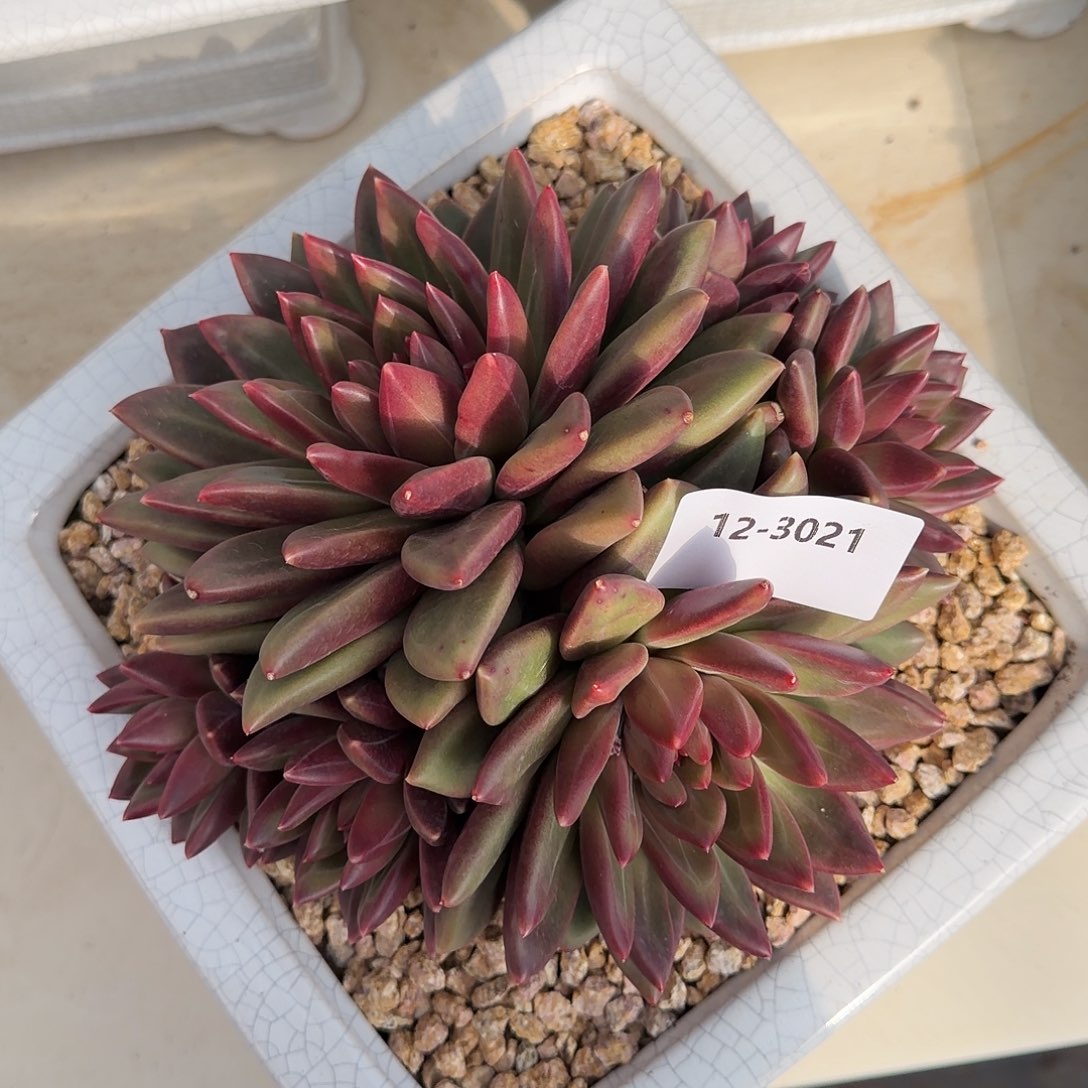 3021迷雾泡泡群多肉植物