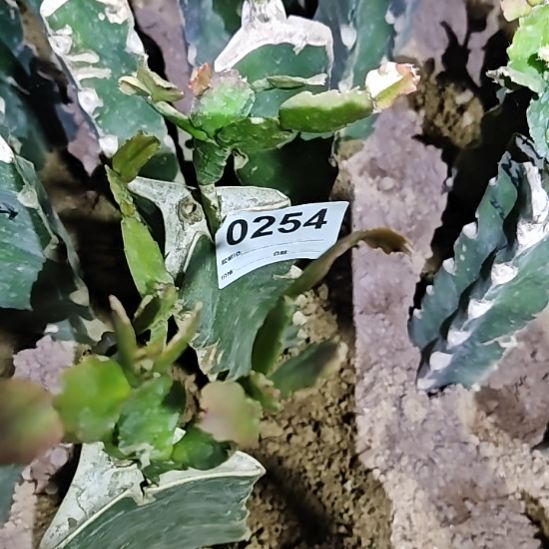 2228嫁接红重瓣零度之上包邮254