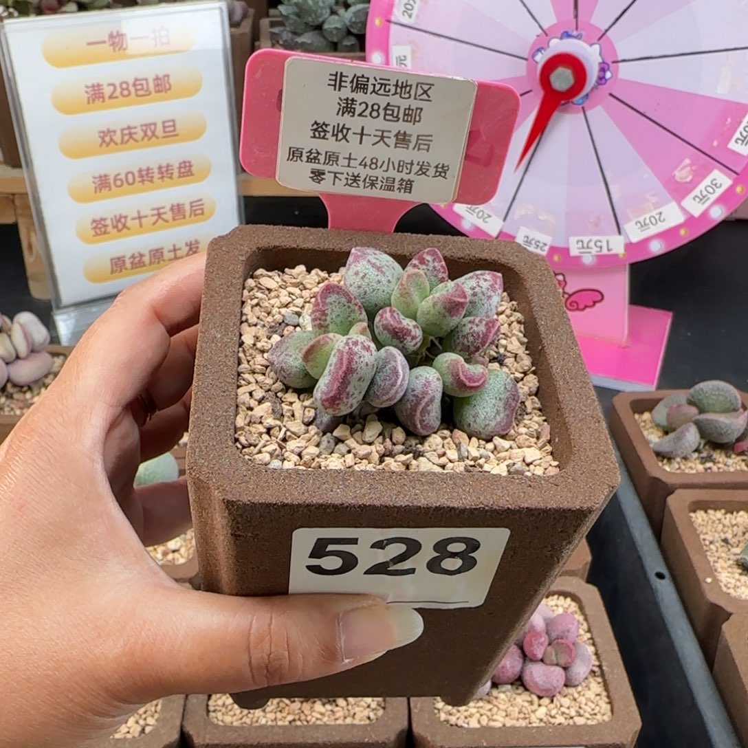 远***黛528艾薇补差多肉植物