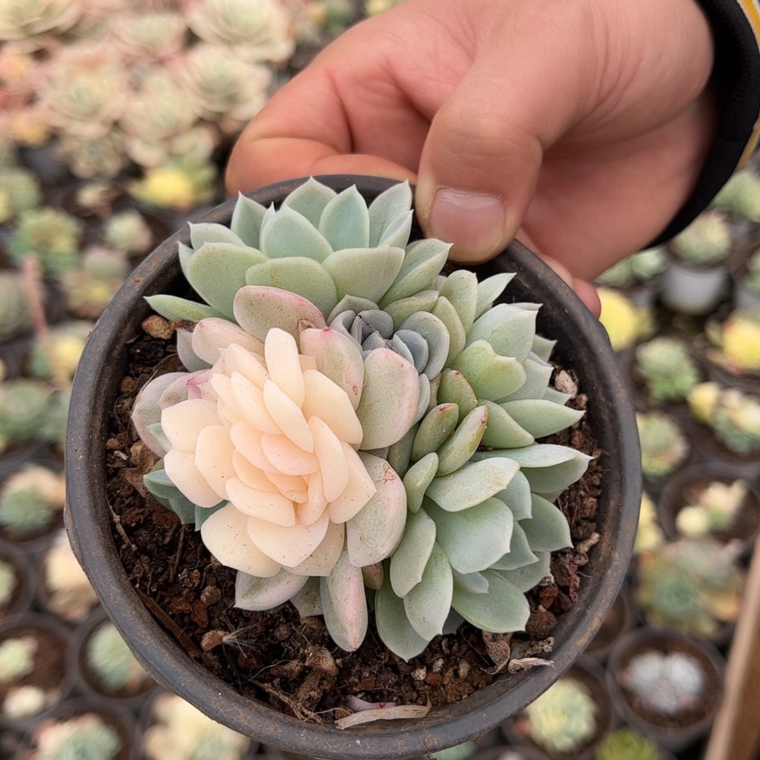 寄养链接的肉肉的肉肉