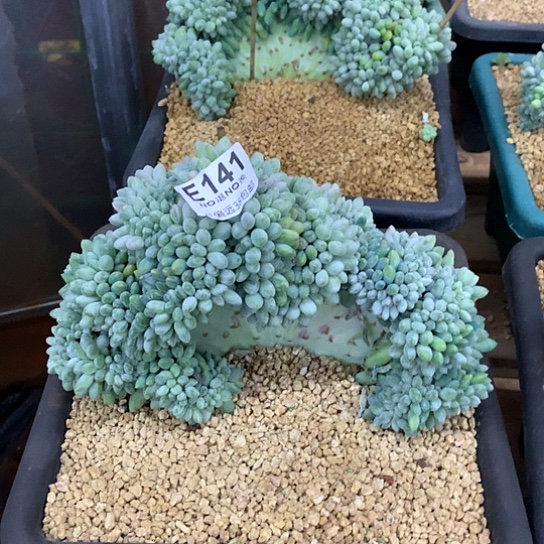 银翼缀化141 亏本处理退款拉黑需要延时发货