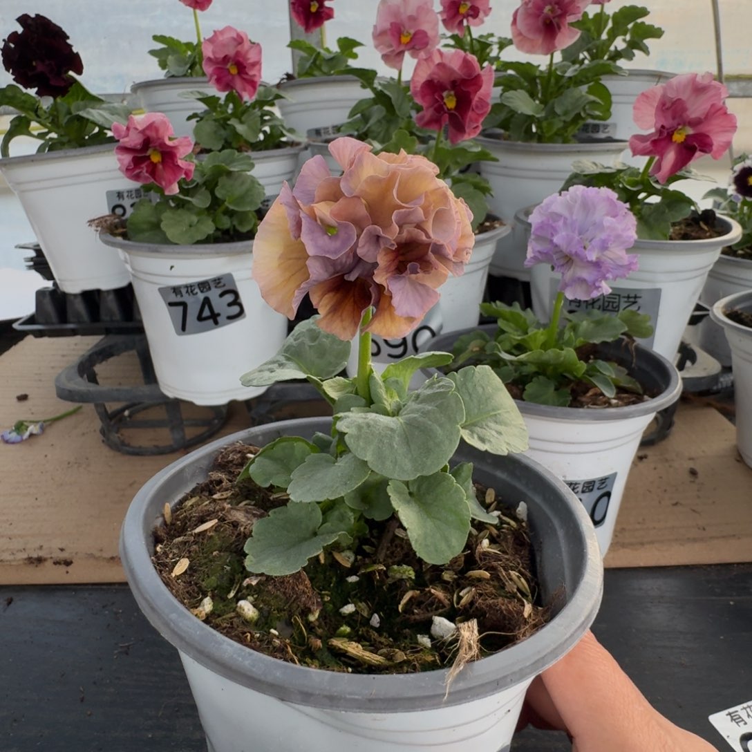 无花朵849号角堇