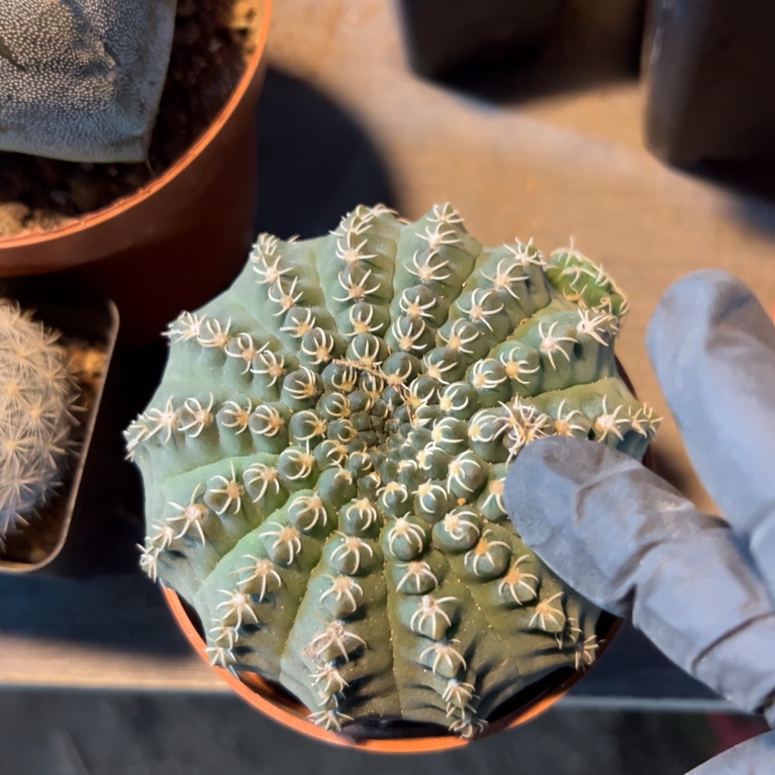 猫***肉哈哈哈哈哈哈哈哈哈哈哈哈哈