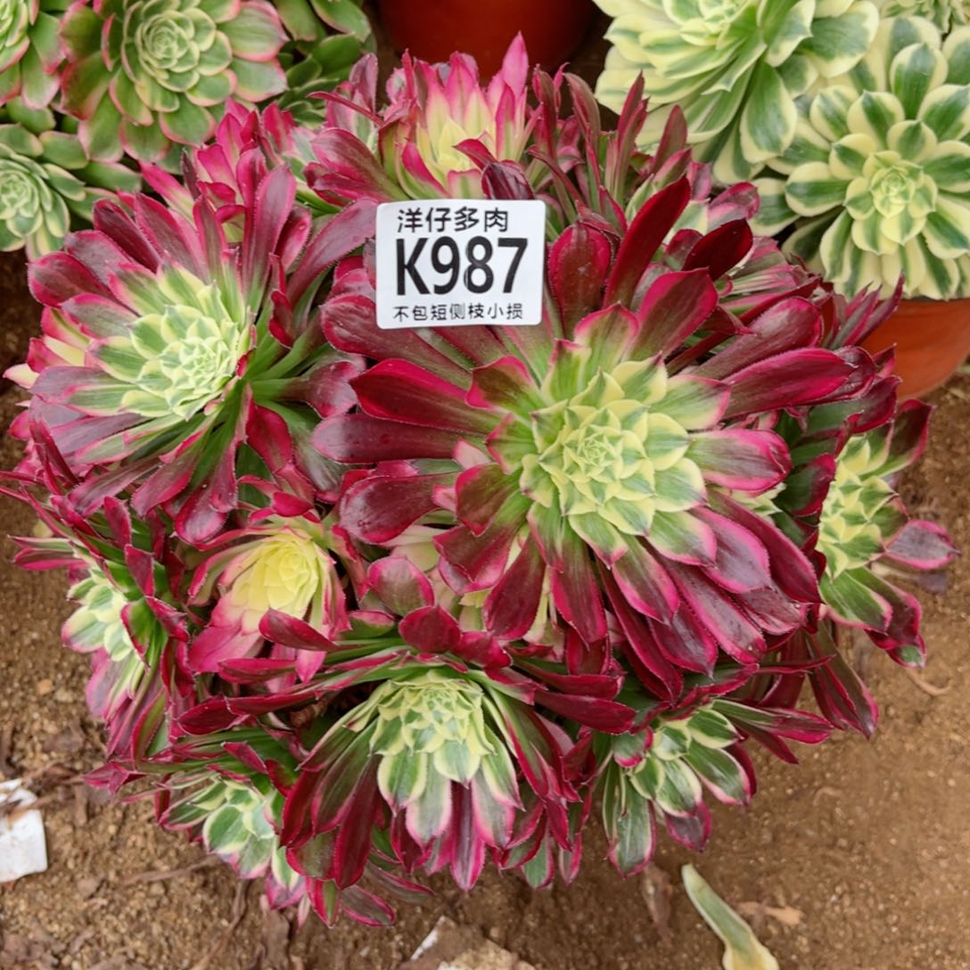 987天合 冠幅25左右