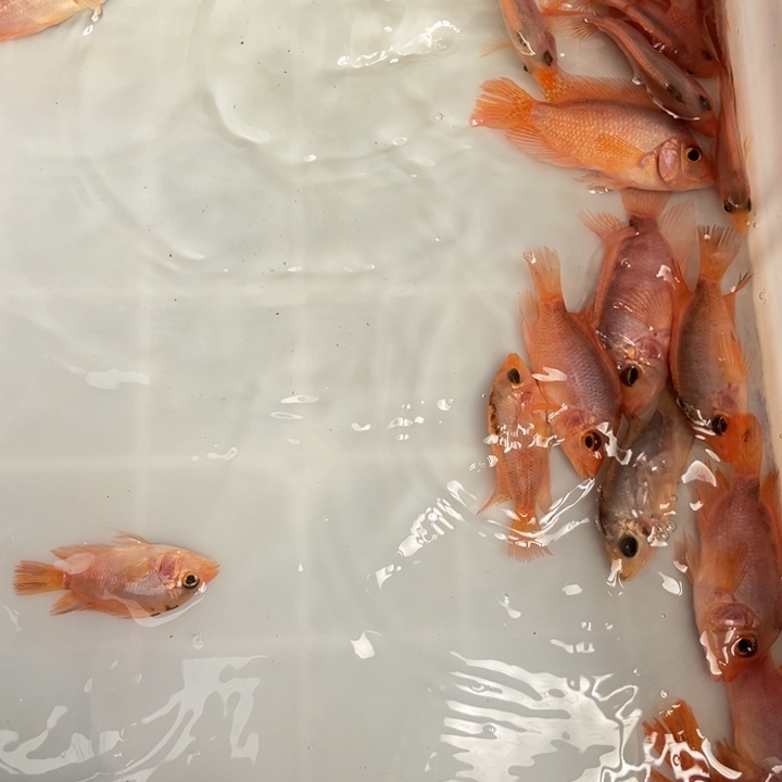 罗汉鱼21.8////////1条